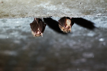 Two bats hanging in the basement