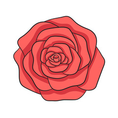 Hand drawn vector red rose isolated on the white background