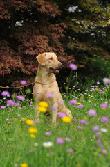 Typical Chesapeake Bay Retriever