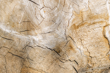 Old tree stump background,weathered wood texture with the cross section of a cut log