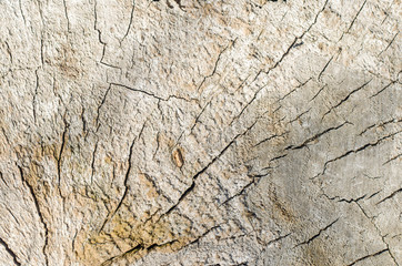 Old tree stump background,weathered wood texture with the cross section of a cut log