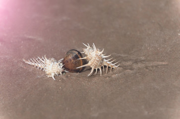 Beautiful marine shells in sea water