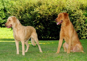 Two Chesapeake Bay Retriever dogs