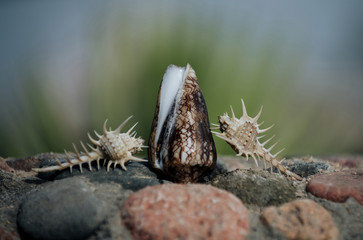 Beautiful thorn and cone conchs on grey and red stones