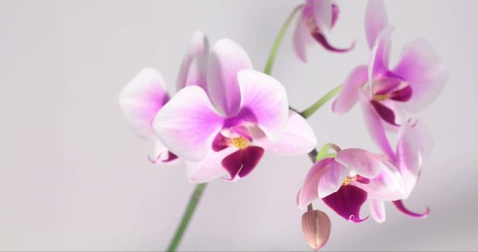 pink and white orchid blossoming out against white background; timelapse video