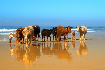 The herd of cows, bulls and calves sunbathes on the sunny beach of Atlantic ocean. Andalusia, Spain. 