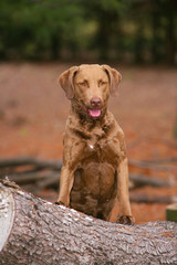  Chesapeake Bay Retriever dog in the forest.