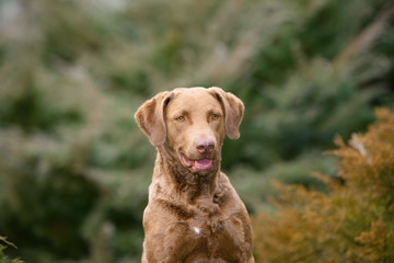  Chesapeake Bay Retriever dog in the forest.