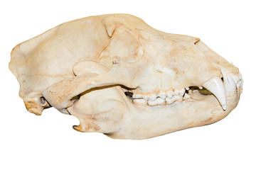 Old natural forest of a bear skull