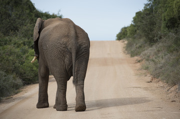 Fototapeta na wymiar African Elephant walking on the Road