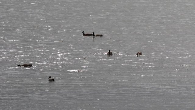 oiseaux migrateurs

