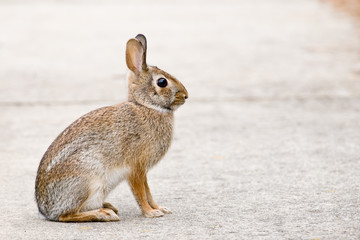 Cottontail bunny rabbit sitting on a sidewalk