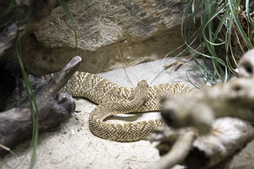 Snake in terrarium