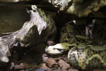 Green snake in terrarium