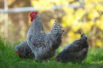 Rooster and chickens in the garden on a background of green grass and autumn leaves.