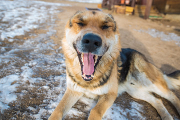 Smiling dog, Baikal lake, Russia