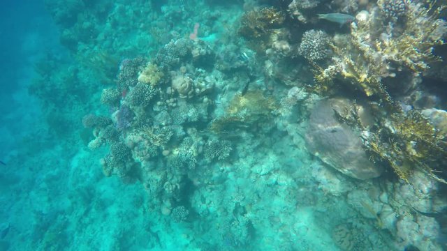 Many different fish swim near coral reefs. Sinai Egypt