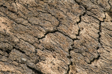 Macro dried out cork texture