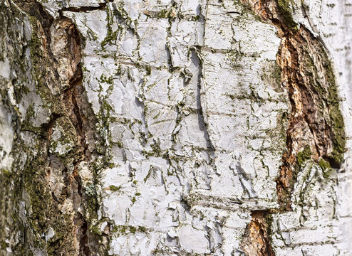 Detail of birch trunk