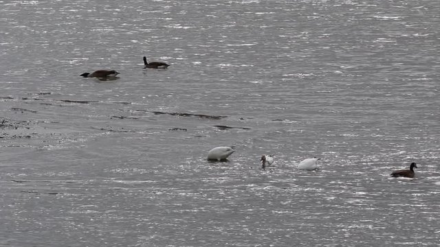 oiseaux migrateurs
