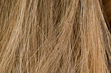 Macro close up of blonde brown human hair
