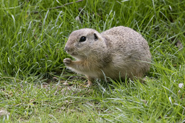 Naklejka na ściany i meble ground squirrel in spring grass
