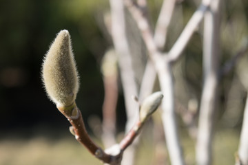 Delicate light green fluffy buds of magnolia in early springIn the sunlight 