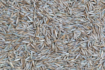 Grass seed background texture