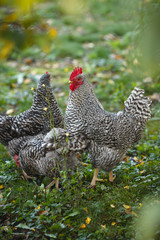 Rooster and chickens in the garden on a background of green grass and autumn leaves.