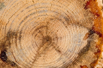 Macro view of the inside rings of a tree trunk