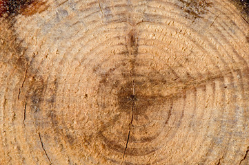 Naklejka premium Macro view of the inside rings of a tree trunk