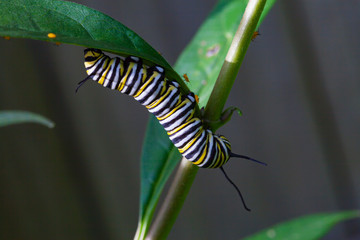 The caterpillar of a monarch butterfly on milkweed in Florida in the springtime. Yellow aphids can also be seen on the plant 