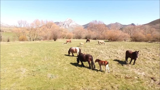 Caballos pastando 1
