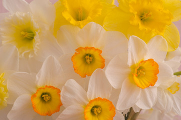 White and yellow Narcissus flowers close-up background texture