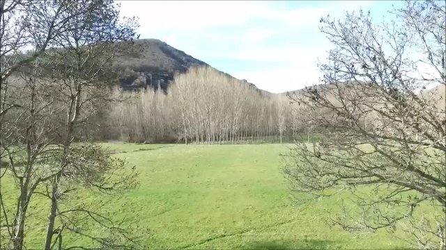 Entre arboles
