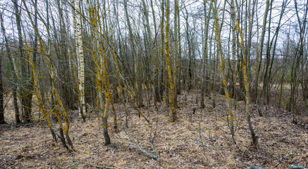 Small trees covered with yellow lichens.