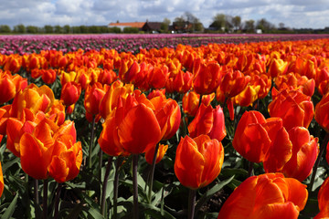 Orange flower field in Holland