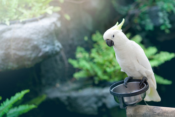 White macaw, Macaw parrot © Nattawut Thammasak