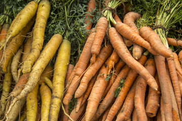 Organic raw yellow and orange carrots background