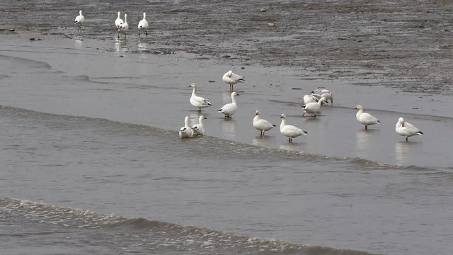 oiseaux migrateurs
