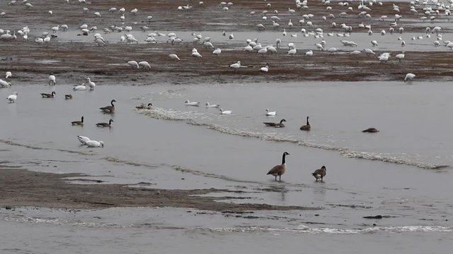 oiseaux migrateurs
