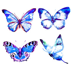 Fototapeta premium beautiful blue butterflies, isolated on a white