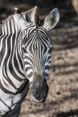Fototapeta na wymiar Beautiful zebra portrait with a shallow depth of field
