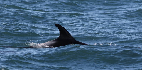 White-beaked dolphins (Lagenorhynchus albirostris), Iceland