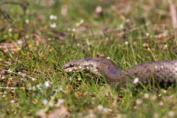 Smooth snake in spring grass. Reptile Coronella austriaca