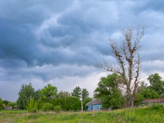 Old dried-up tree with nests on branches against thundercloud vortex background
