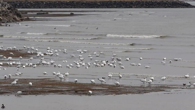 oiseaux migrateurs
