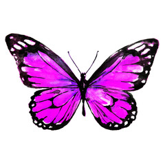 beautiful pink butterfly,watercolor,isolated on a white