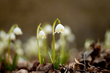 Spring Snowflake