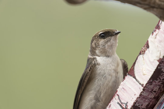 Violet Green Swallow In Colorado Rockies